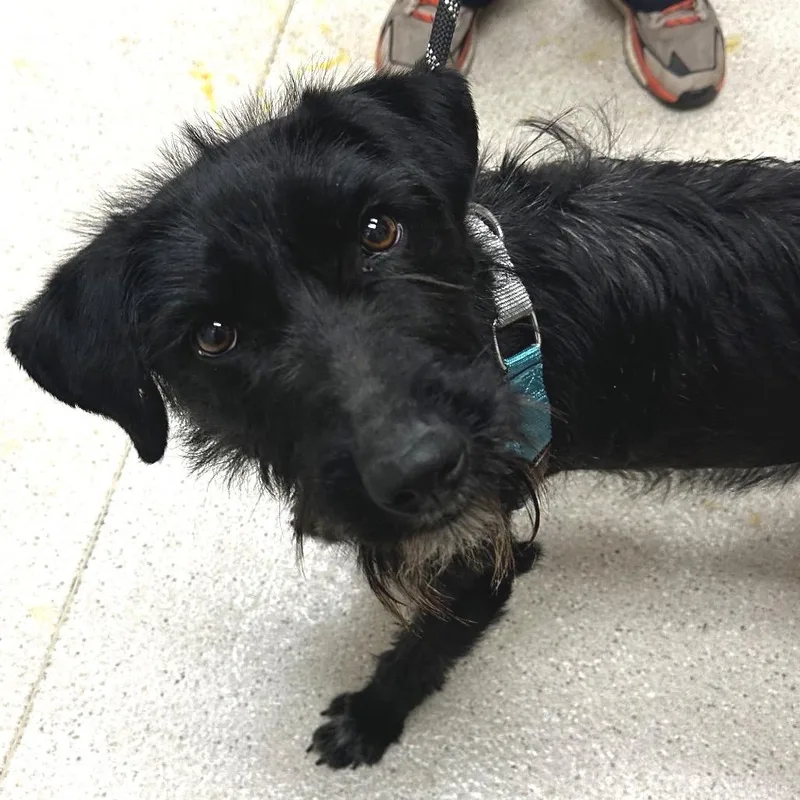An adult medium-sized female Black Mixed Breed dog named Wolfie for adoption in Murray, UT