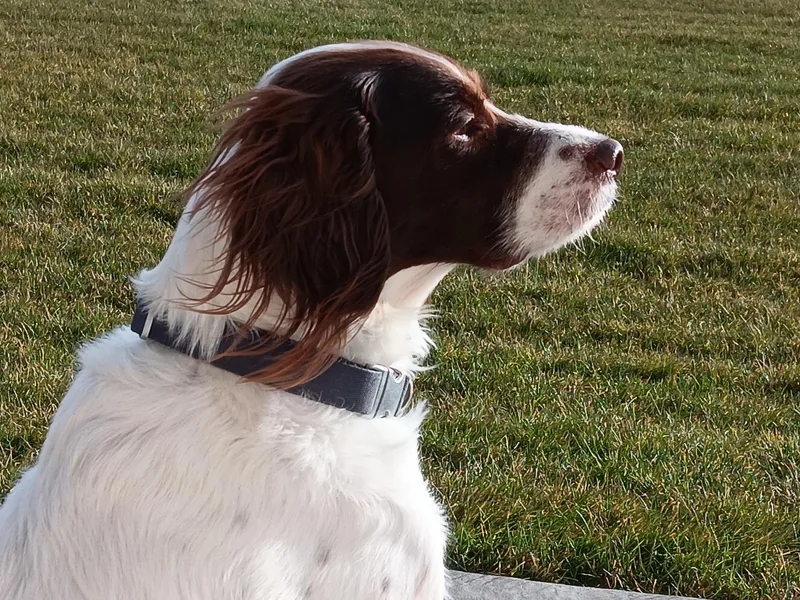 Luna And Bowie thumbnail 3