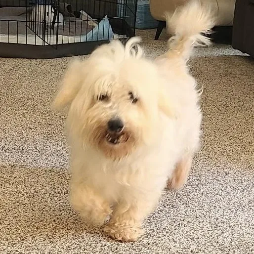 Kindhearted Kimber thumbnail 2