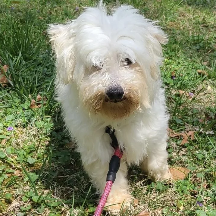 An adult small-sized female Apricot / Beige Maltipoo dog named Kindhearted Kimber for adoption in Reston, VA
