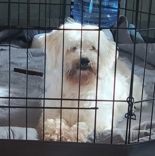 Kindhearted Kimber thumbnail 3