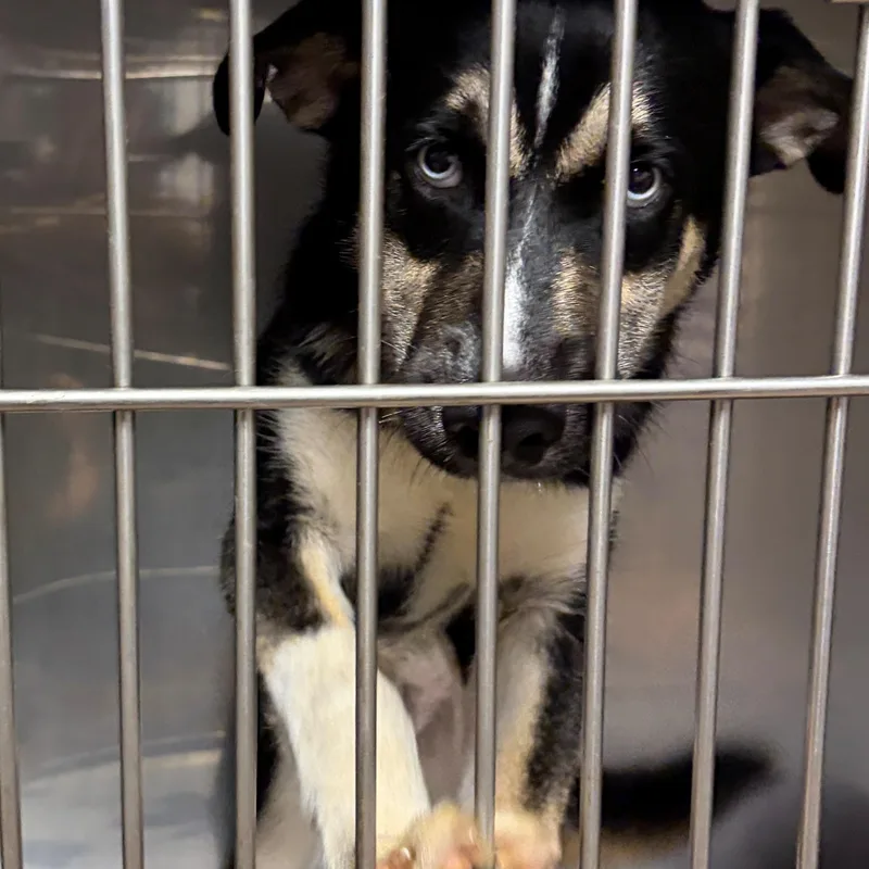 A baby large-sized male Husky dog named Frankie for adoption in Warren, NJ