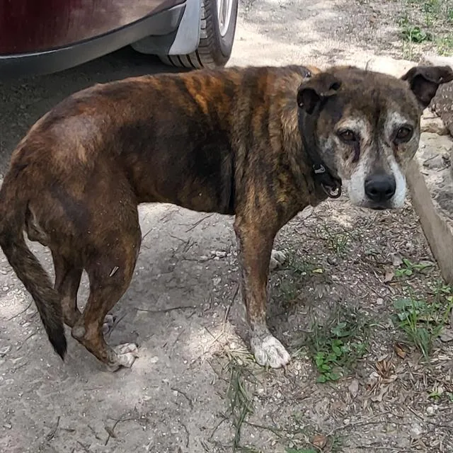 An adult medium-sized female Terrier dog named Erline for adoption in San Antonio, TX