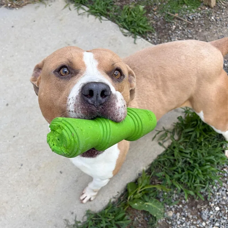 An adult large-sized male White / Cream Mixed Breed dog named Buster for adoption in Fredericksburg, VA