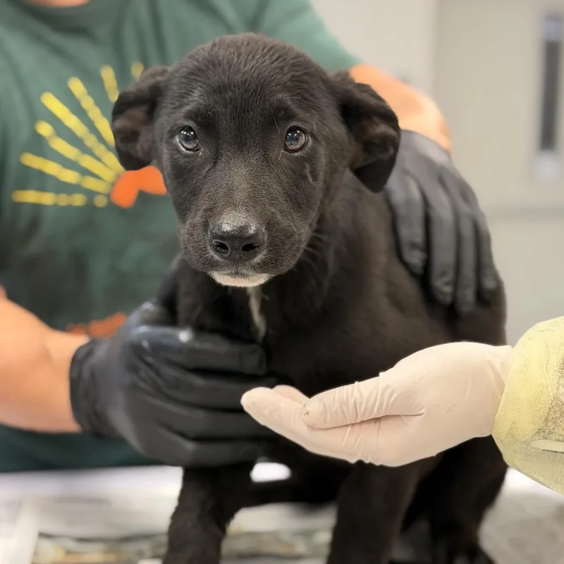 A young medium-sized male Black Shepherd dog named Rex for adoption in Houston, TX