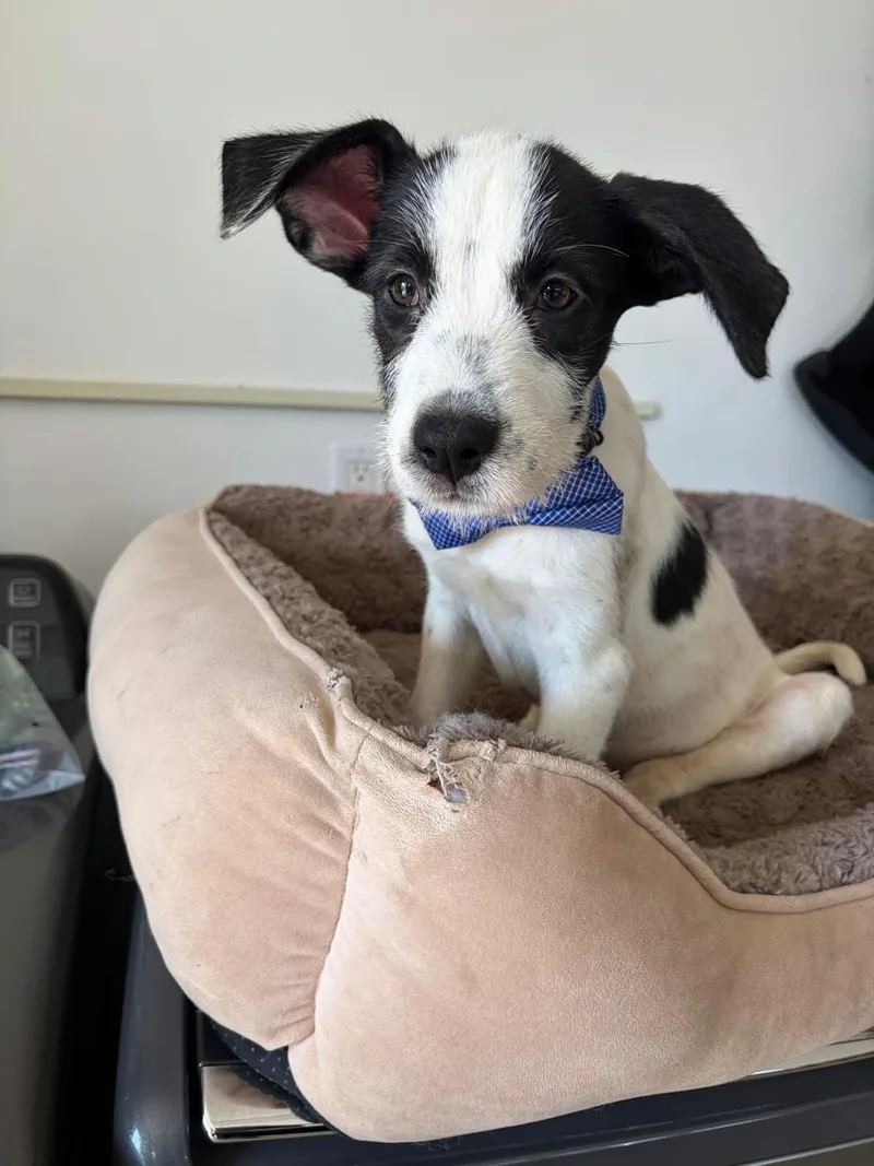 A baby medium-sized male White / Cream English Springer Spaniel dog named Roman for adoption in Poway, CA