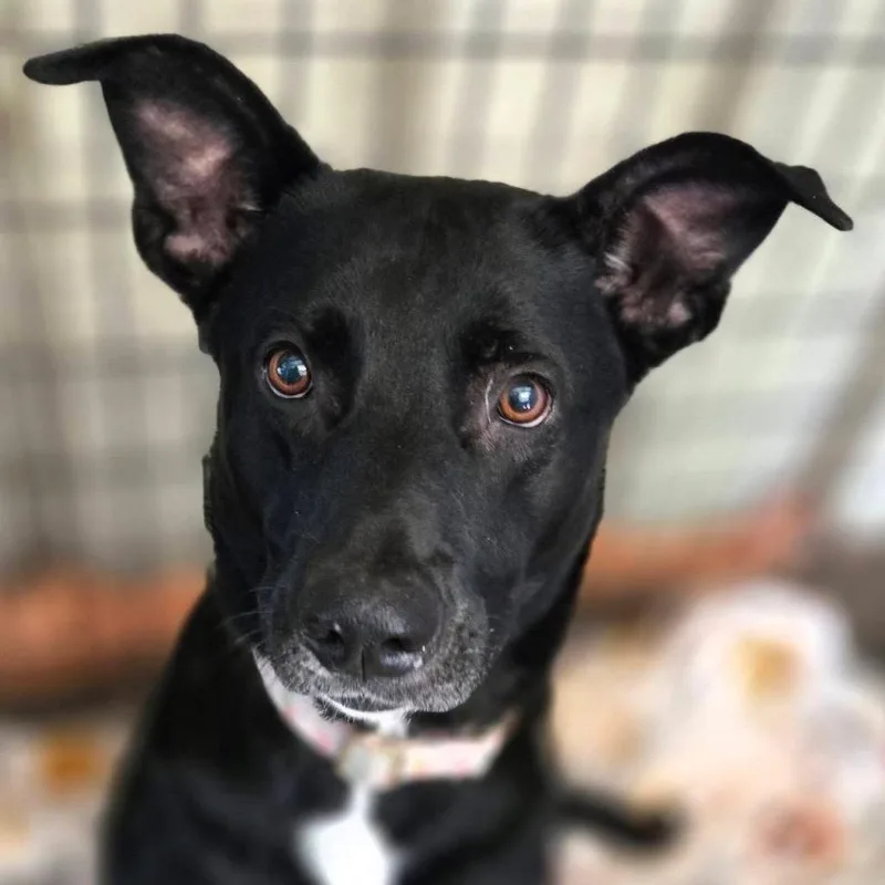 Zoi