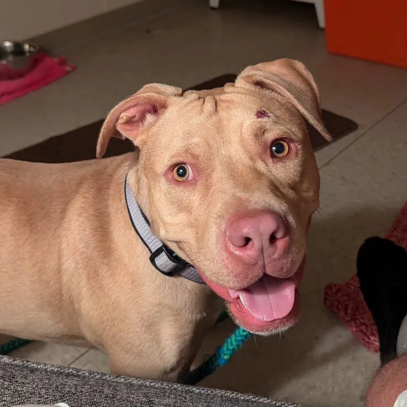 An adult medium-sized male Yellow / Tan / Blond / Fawn Mixed Breed dog named Royce A for adoption in Hamilton, OH