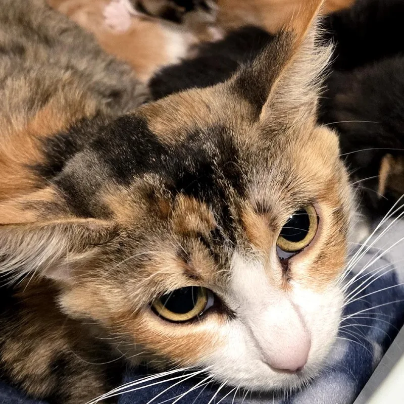 An adult small-sized female Calico Domestic Medium Hair cat named Amara Raven for adoption in Kingman, AZ