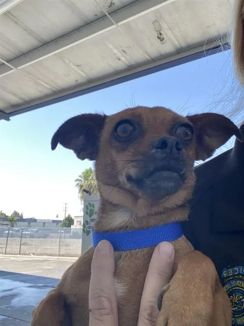 A young small-sized female Chihuahua dog named Ella for adoption in Bakersfield, CA