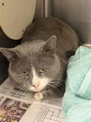 An adult small-sized male Domestic Short Hair cat named Bolso for adoption in Chamblee, GA