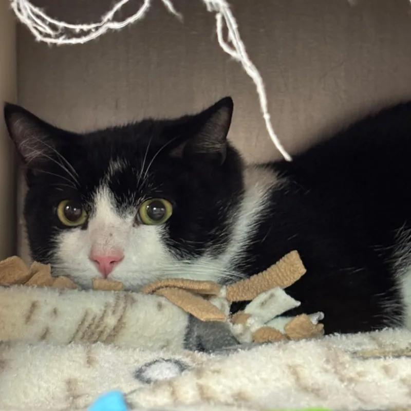 A young medium-sized male White Domestic Short Hair cat named Riker$ for adoption in Springfield, MA