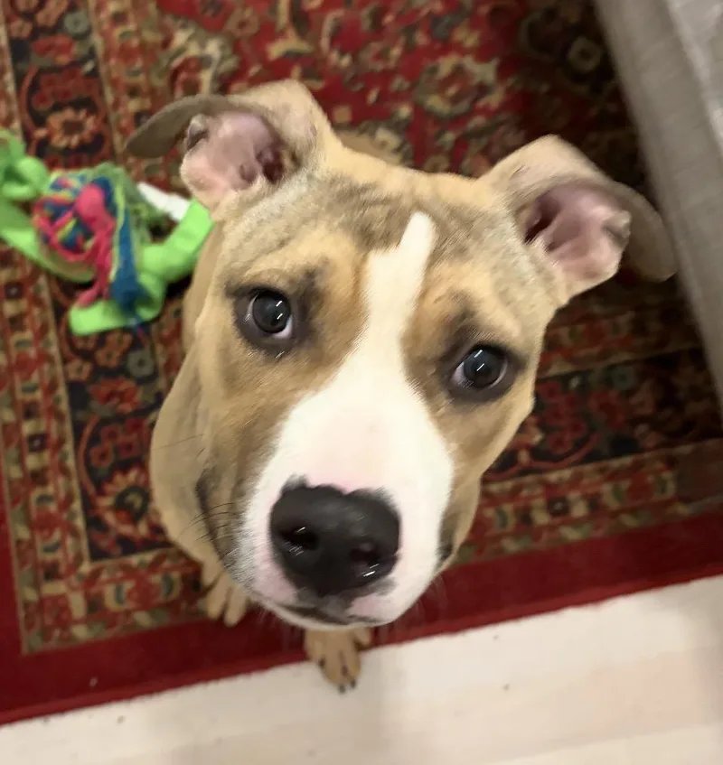 A baby medium-sized male Tricolor (Brown, Black, & White) Pit Bull Terrier dog named Bisbee for adoption in Naperville, IL