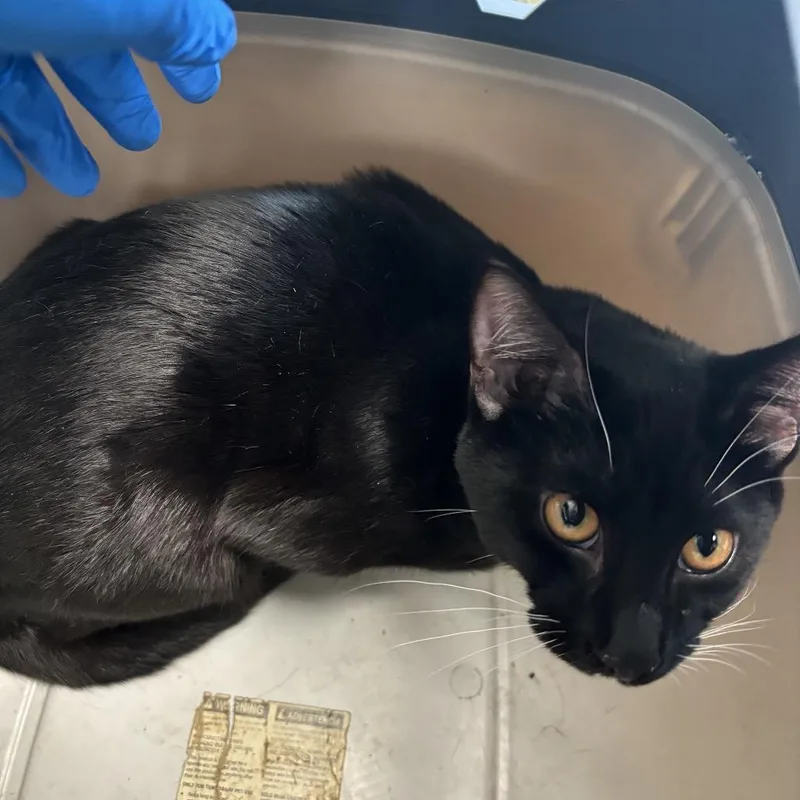 A young medium-sized male Black Domestic Short Hair cat named Marcello for adoption in Council Bluffs, IA
