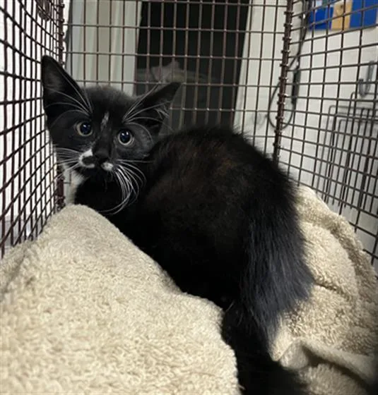 A baby small-sized male Domestic Short Hair cat named Fredrick for adoption in Long Beach, CA