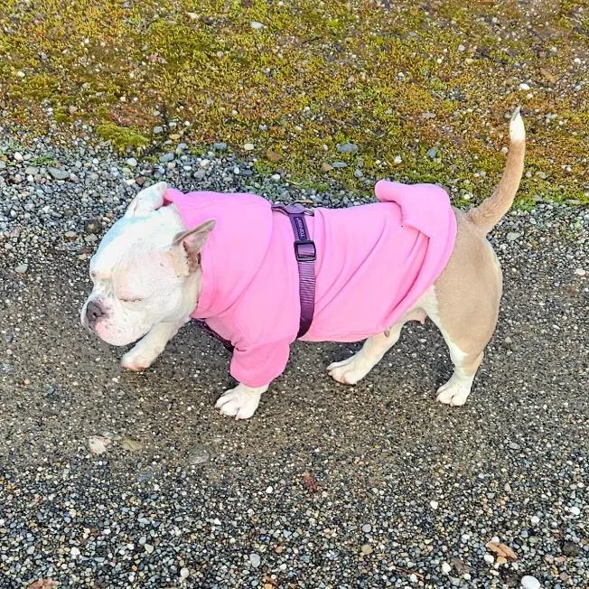 An adult medium-sized female White / Cream American Bulldog dog named Winnie for adoption in Sacramento, CA