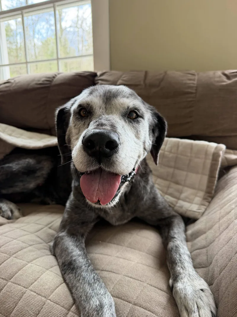A senior large-sized female Brindle Great Dane dog named Layla for adoption in New Boston, NH