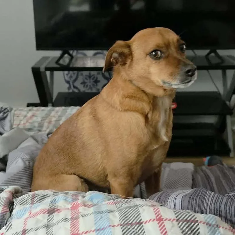 An adult small-sized male Red / Chestnut / Orange Mixed Breed dog named Dunkin for adoption in Griswold, CT