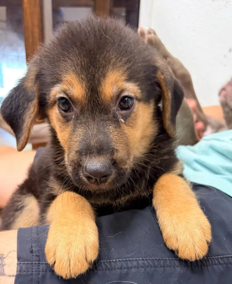 A baby medium-sized female Shepherd dog named Brigit for adoption in Batesville, AR