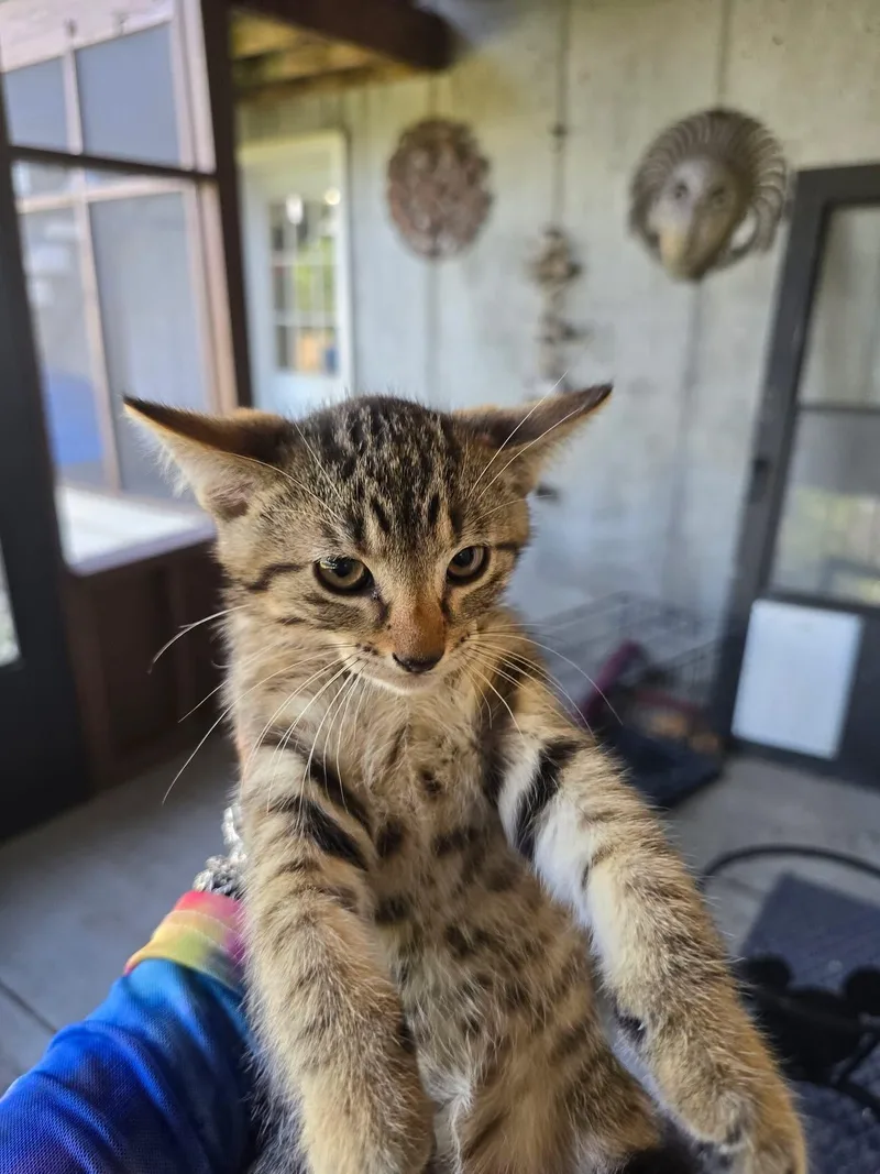 A baby medium-sized male Tabby (Brown / Chocolate) Domestic Short Hair cat named Indigo for adoption in Manhattan, KS