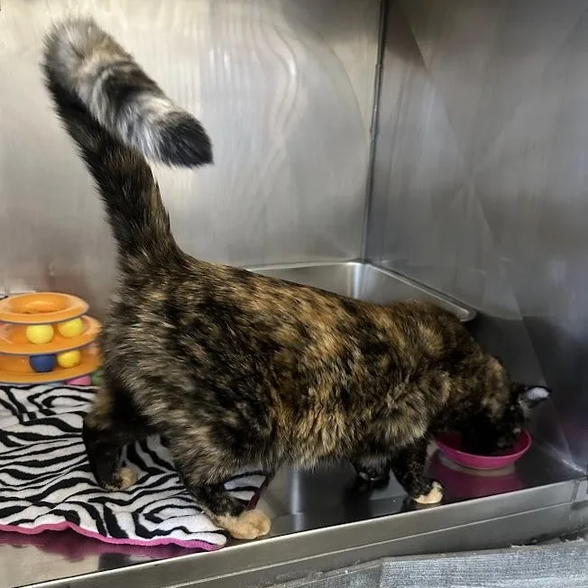 A young medium-sized female Tortoiseshell Domestic Short Hair cat named Sabrina for adoption in Grand Rapids, MI