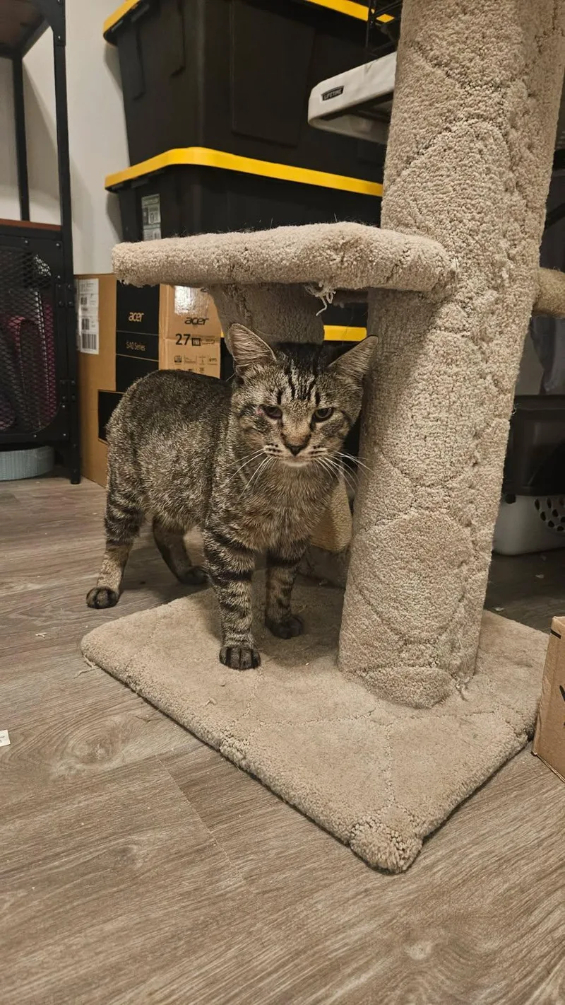 An adult medium-sized male Tabby (Brown / Chocolate) Domestic Short Hair cat named Teddy Bear for adoption in Fort Worth, TX