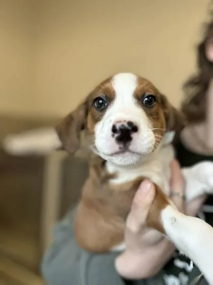 A baby large-sized male Mixed Breed dog named Love for adoption in Munster, IN