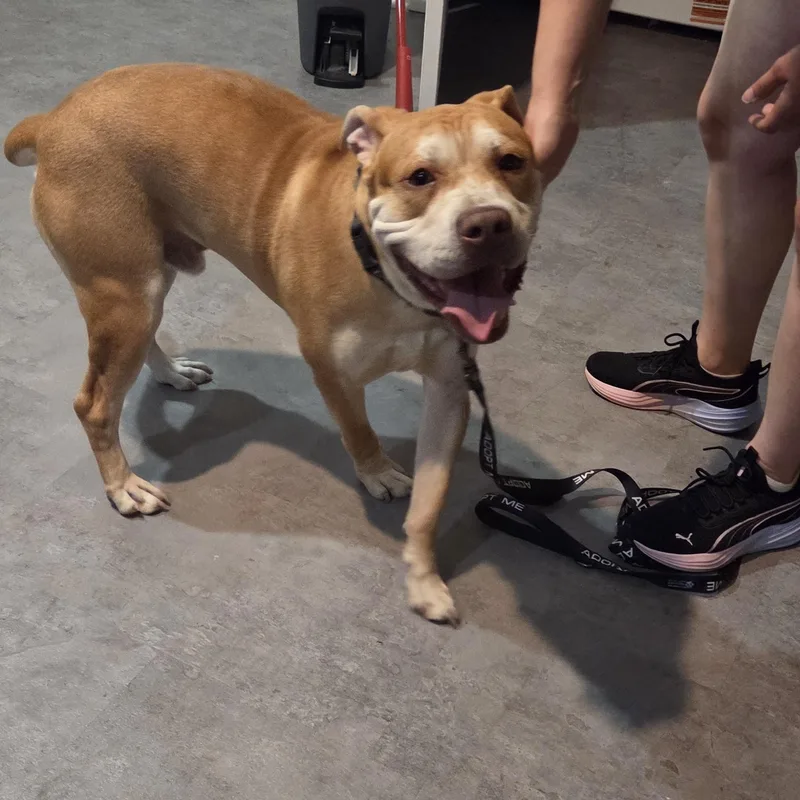 A young large-sized male Golden Mastiff dog named Papa for adoption in Muncie, IN