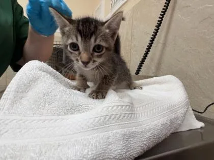A baby small-sized male Domestic Medium Hair cat named Teddy for adoption in Honolulu, HI