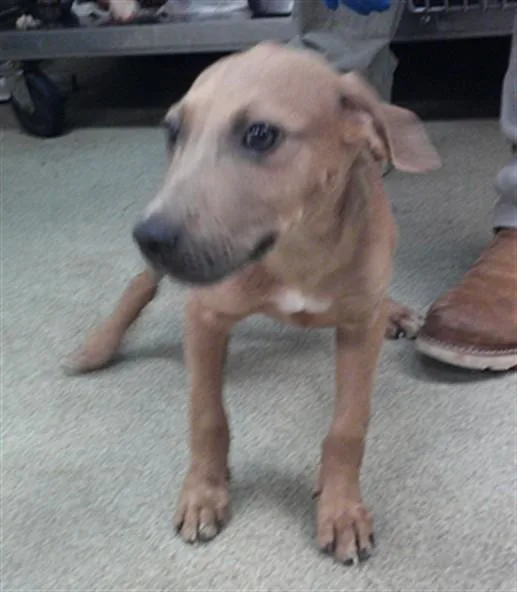 A baby small-sized male Staffordshire Bull Terrier dog named Meat Stick for adoption in Oklahoma City, OK