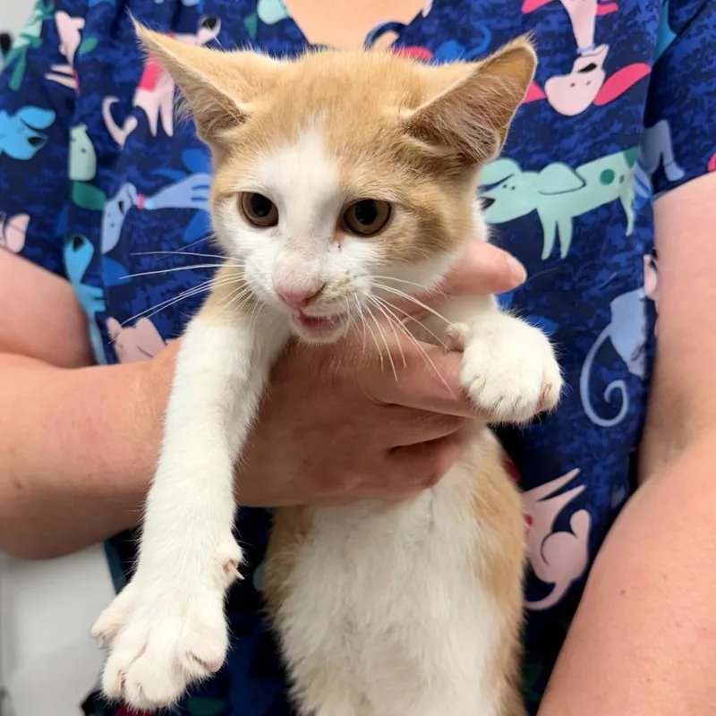 A baby medium-sized male Domestic Short Hair cat named Sand Dollar for adoption in Ewing, NJ