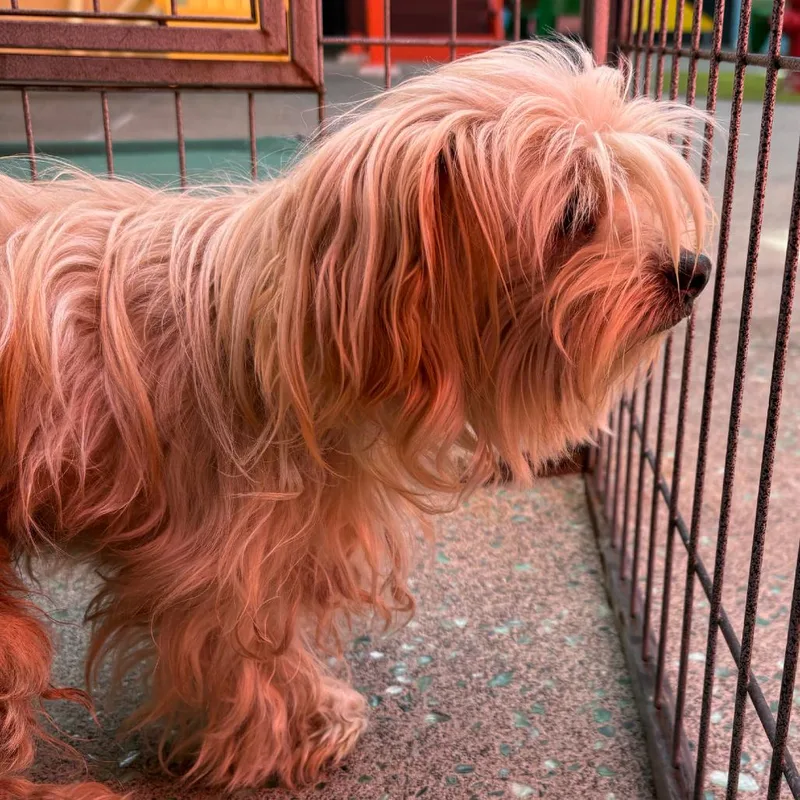 A senior small-sized female Miniature Poodle dog named Midsummer for adoption in San Francisco, CA