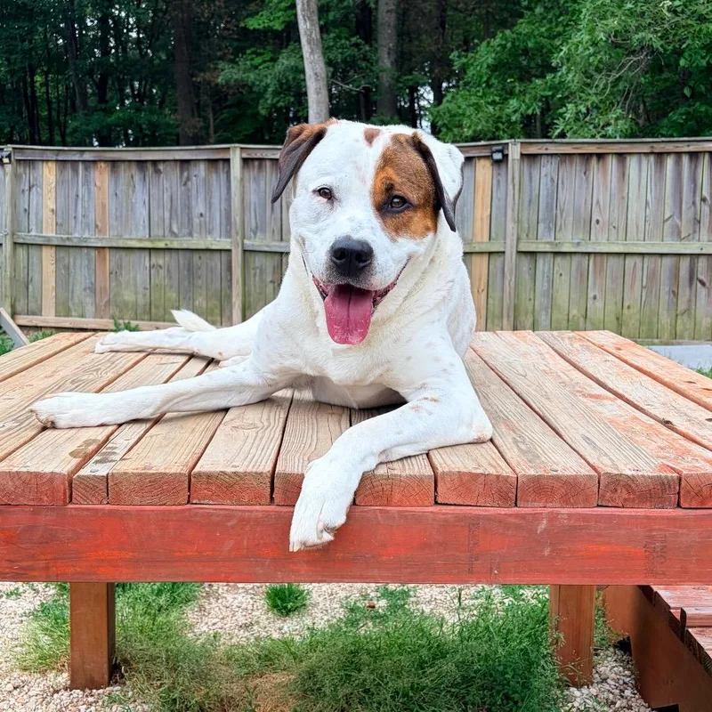 A senior large-sized male White / Cream Mixed Breed dog named Bandito for adoption in Fairfax Station, VA