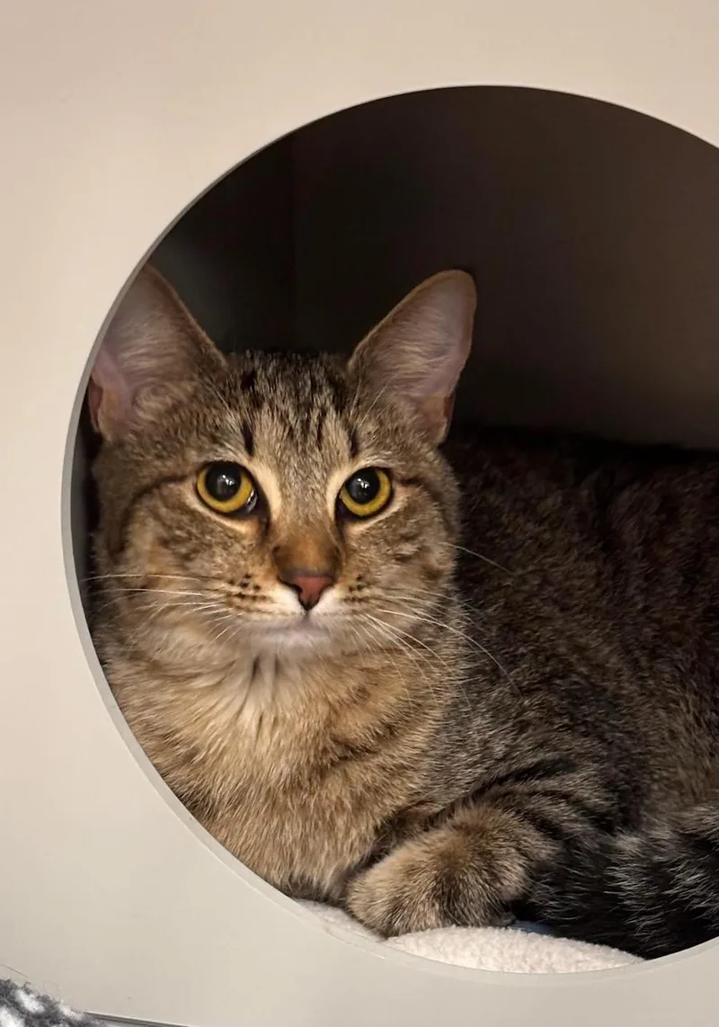A young medium-sized female Tabby (Tiger Striped) Domestic Short Hair cat named Jasmine for adoption in Batavia, NY