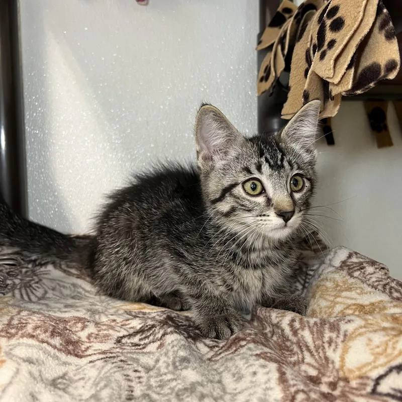 A baby medium-sized male Tabby (Brown / Chocolate) Domestic Short Hair cat named Macnair for adoption in Fairmont, MN