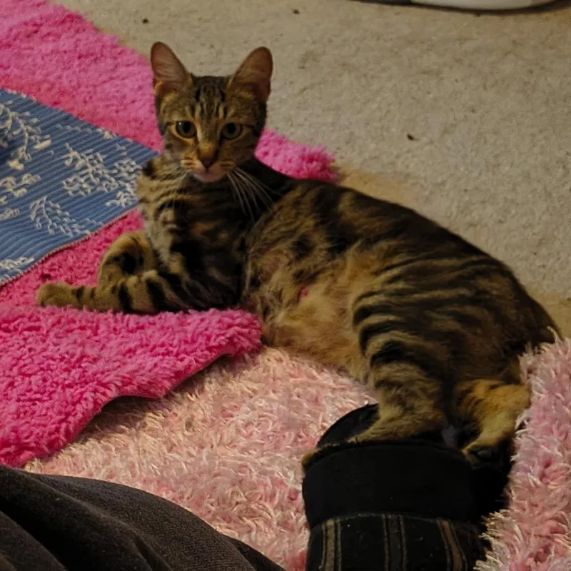 A young small-sized female Brown / Chocolate Domestic Short Hair cat named Cappuccino for adoption in Columbia, MO