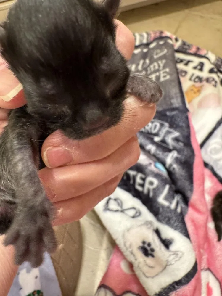 Handsome thumbnail 2