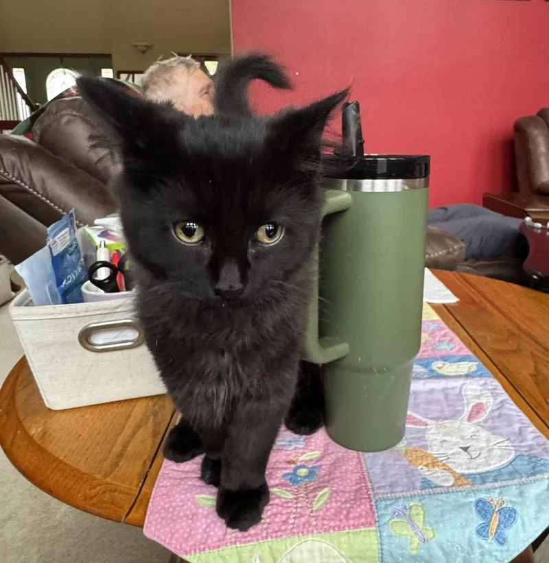 Handsome thumbnail 3