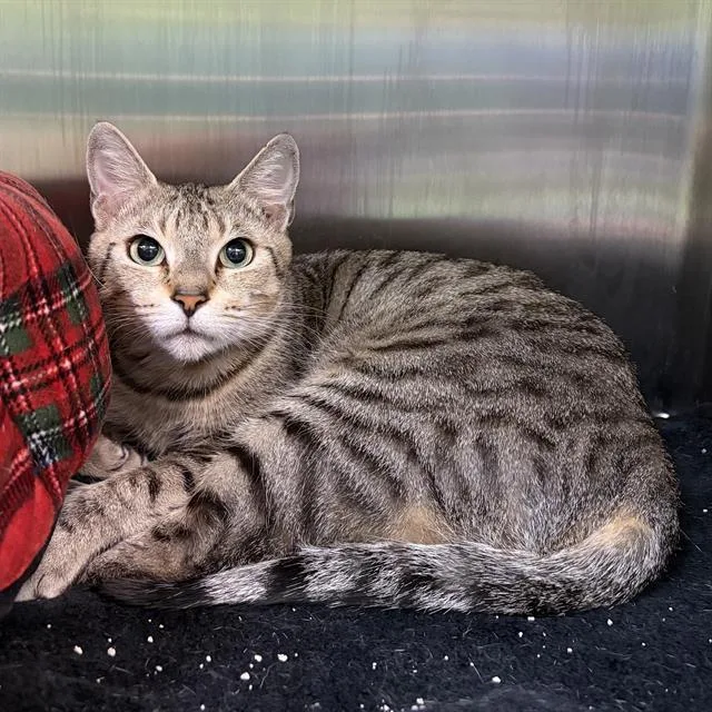 A young small-sized female Domestic Short Hair cat named Willow for adoption in Centerville, MA
