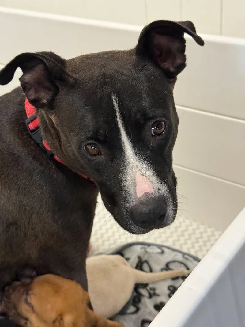 An adult medium-sized female American Staffordshire Terrier dog named Queenie for adoption in GILBERTS, IL