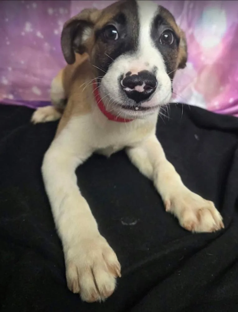 A baby large-sized male Tricolor (Brown, Black, & White) Cattle Dog dog named Scarecrow for adoption in Sedalia, CO