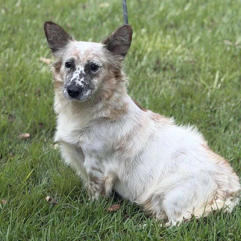 An adult medium-sized female Corgi dog named Sina for adoption in Locust Fork, AL