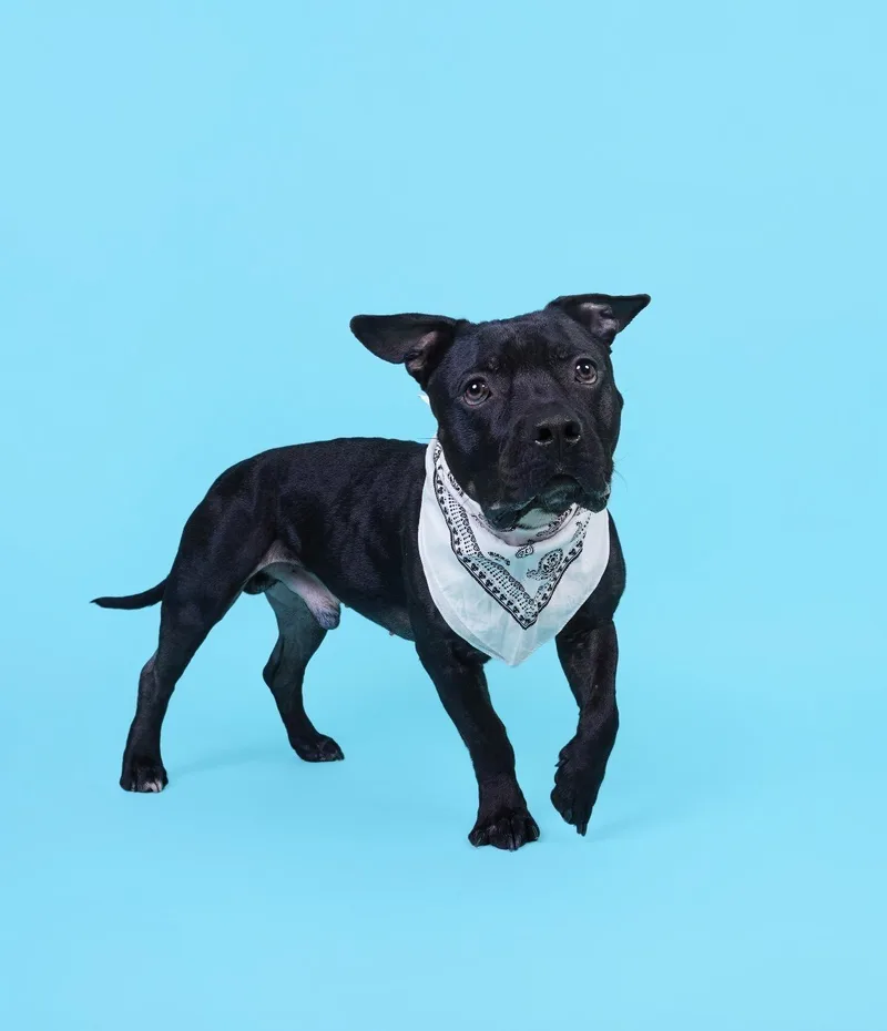 A young medium-sized male Pit Bull Terrier dog named Dozer for adoption in Carrollton, TX