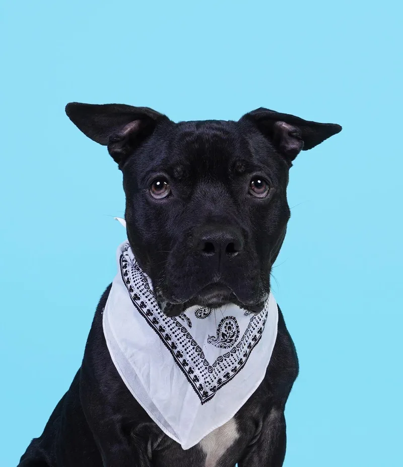 Dozer thumbnail 3