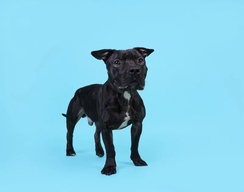 Dozer thumbnail 5