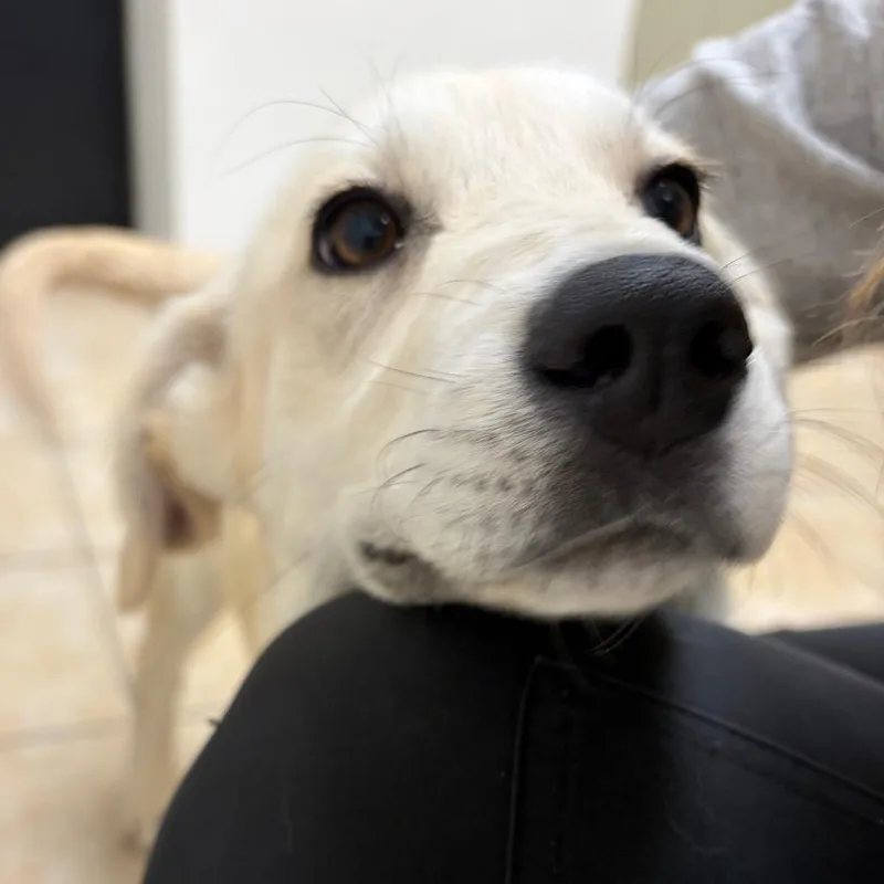 Milkshake thumbnail 2