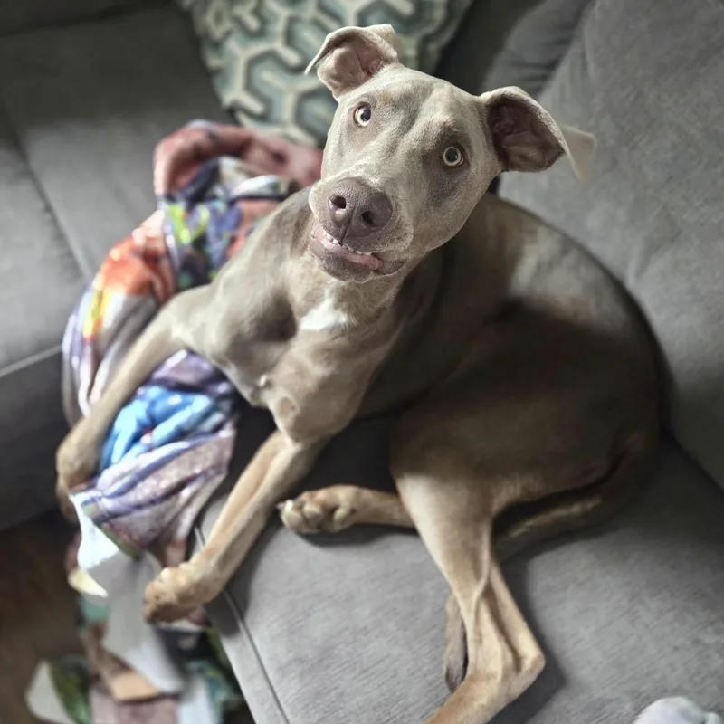 A young large-sized male Gray / Blue / Silver Weimaraner dog named Tonka for adoption in Pelham, NH