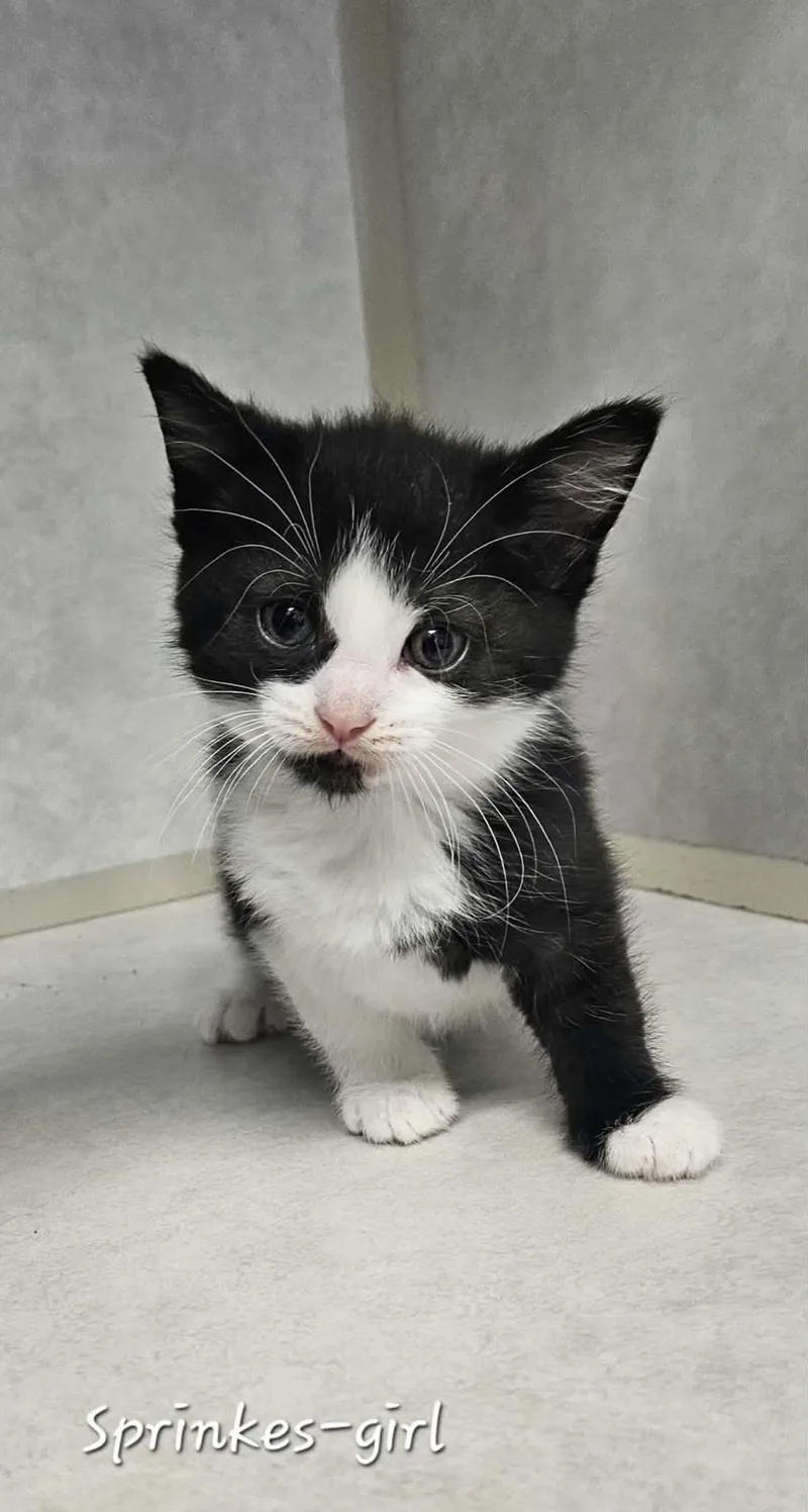 A baby medium-sized female Black & White / Tuxedo Domestic Short Hair cat named Sprinkle for adoption in Wapakoneta, OH
