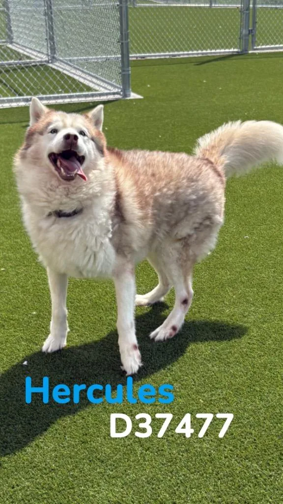 Hercules thumbnail 2