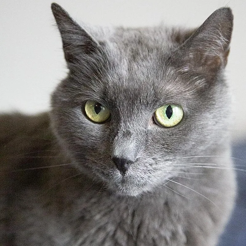 A senior medium-sized female Domestic Short Hair cat named Misty for adoption in Chicago, IL